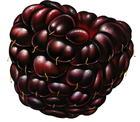 Red Blackberry PNG