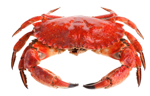 Red Crab Standing PNG