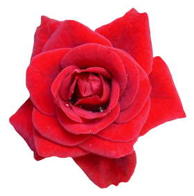 Red Rose Flower PNG