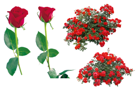 Red Rose PNG