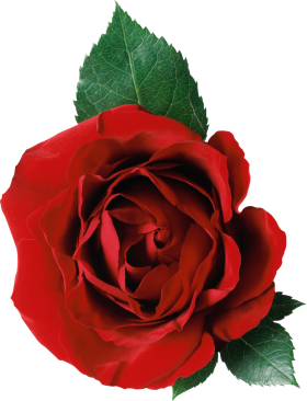 Red Rose PNG