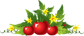 Red Tomatoes PNG