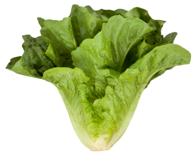 Romaine Cos Lettuce PNG