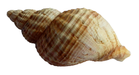 Sea Ocean Shell PNG