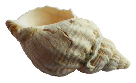 Sea Ocean Shell PNG