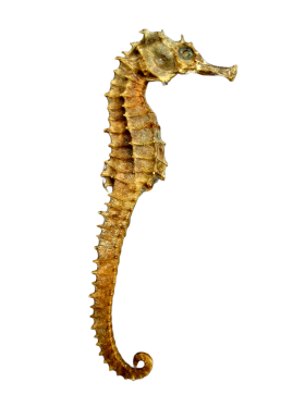 Seahorse Skeleton PNG