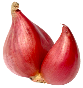 Shallot Onion PNG