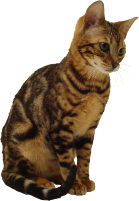 Sitting Cat PNG