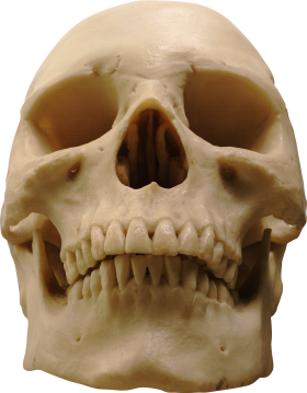 Skeleton, Skull PNG