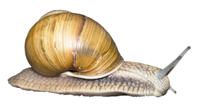 Snail PNG