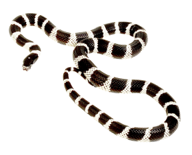 Snake PNG