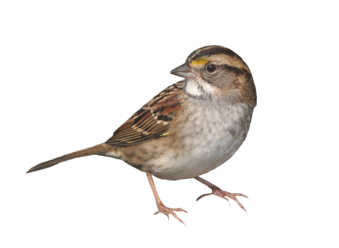 Sparrow Standing PNG