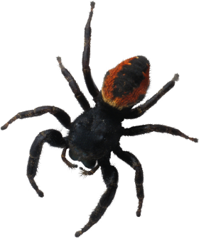 Spider PNG
