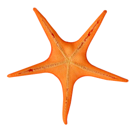 Star Fish PNG