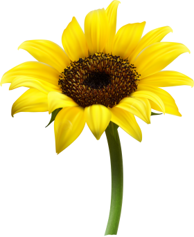 Sunflower PNG