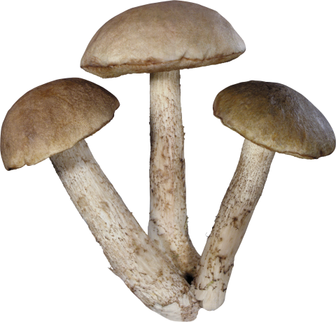 Three tree Mushrooms PNG
