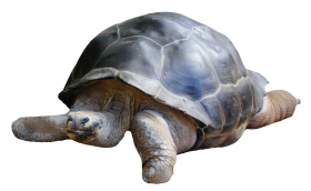Tortoise PNG