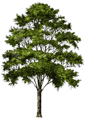 Branches Tree Natural PNG