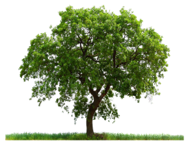 Large Tree with Grass PNG