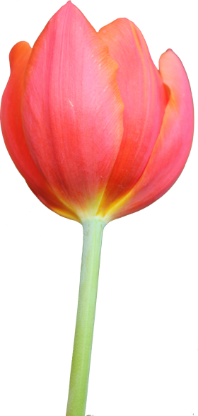 Tulip PNG