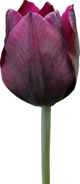 Tulip PNG