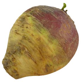 Turnip Rutabaga root PNG