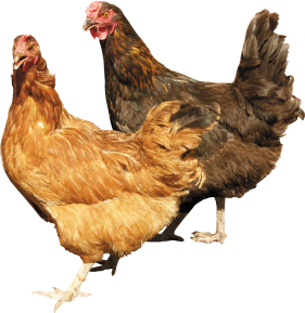 Two Chickens Standing Right Next To Each Other PNG
