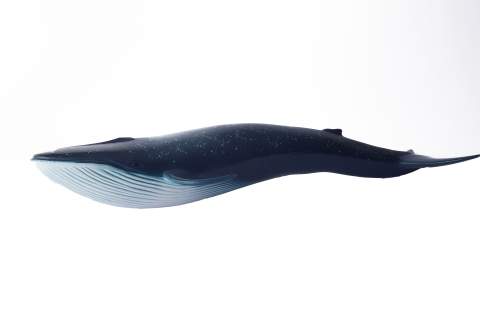 Whale Blue Swimming PNG