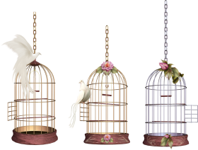 White Bird Cage PNG