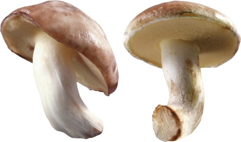 White Mushroom PNG