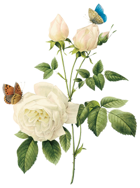 White Roses PNG
