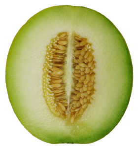 Winter Melon PNG