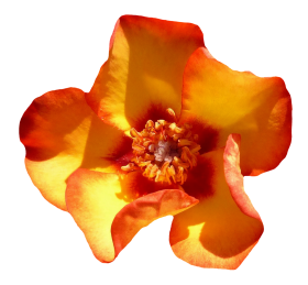 Yellow Rose Flower Top View PNG
