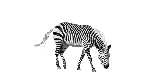 Zebra PNG