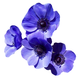 Purple Flowers PNG
