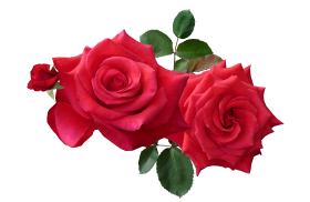 Red Roses PNG