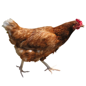 Running Chicken PNG
