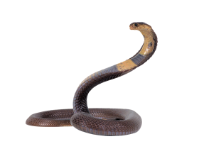 Snake Black PNG