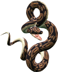 Dangerous Snake PNG