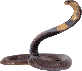 Snake With Brown/Yellow Strip PNG