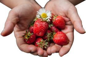 Strawberries with Flower in Palms  PNG