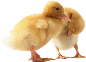 two cute little Ducklings PNG