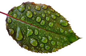Water Drops on Leaves PNG