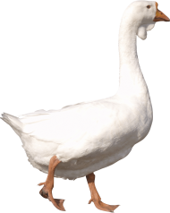 white adult Goose PNG
