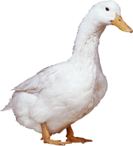 White Duck PNG