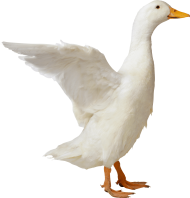 white duck PNG