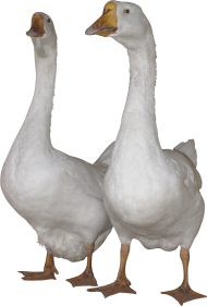 white goose PNG