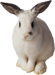 white rabbit sitting PNG