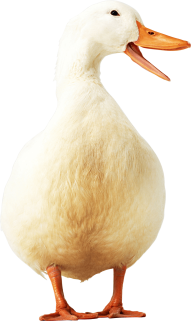 yellow Duck PNG