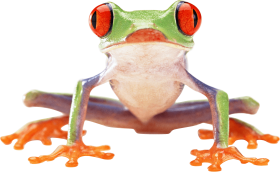 17-frog-png-image
